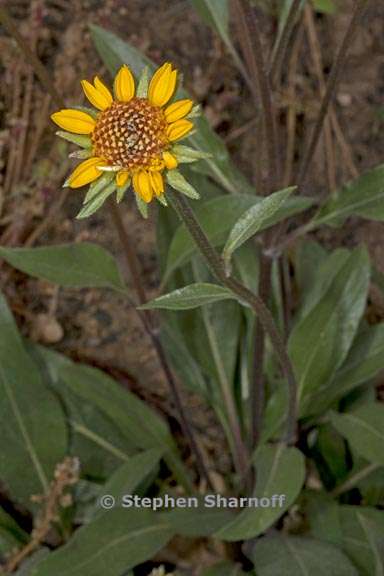 helianthella californica var nevadensis 6 graphic